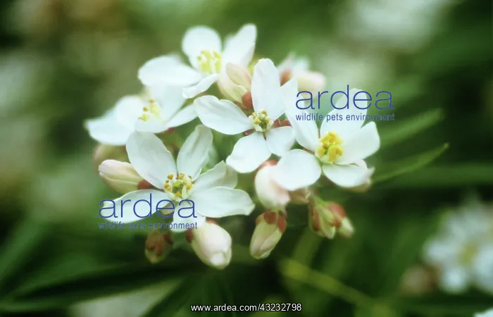 : Mexican Orange Blossom : Mexican Orange Blossom