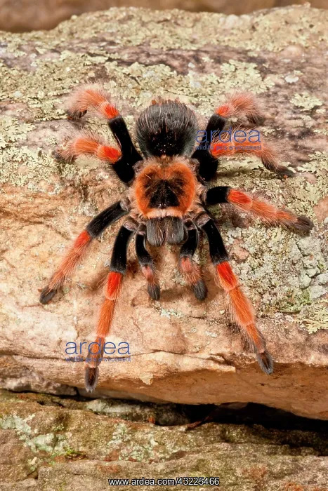 : Mexican Painted Leg Tarantula, Brachypelma : Mexican Painted Leg Tarantula, Brachypelma