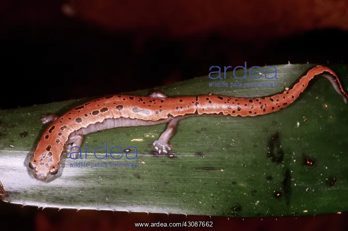 : Mexican Palm Salamander : Mexican Palm Salamander