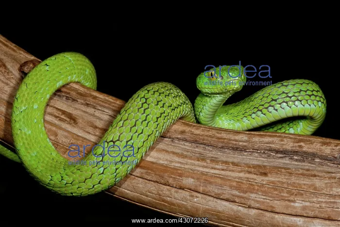 : Mexican Palm Viper : Mexican Palm Viper