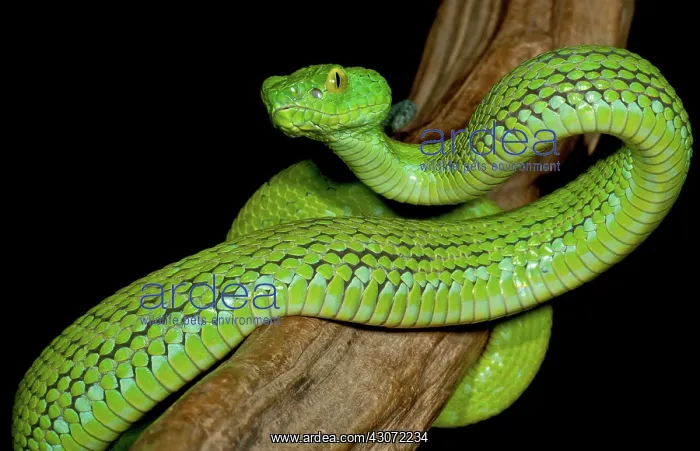 : Mexican Palm Viper : Mexican Palm Viper