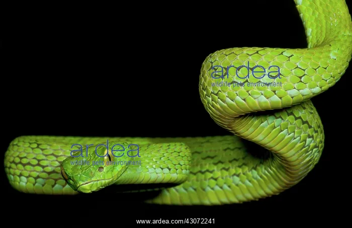 : Mexican Palm Viper : Mexican Palm Viper