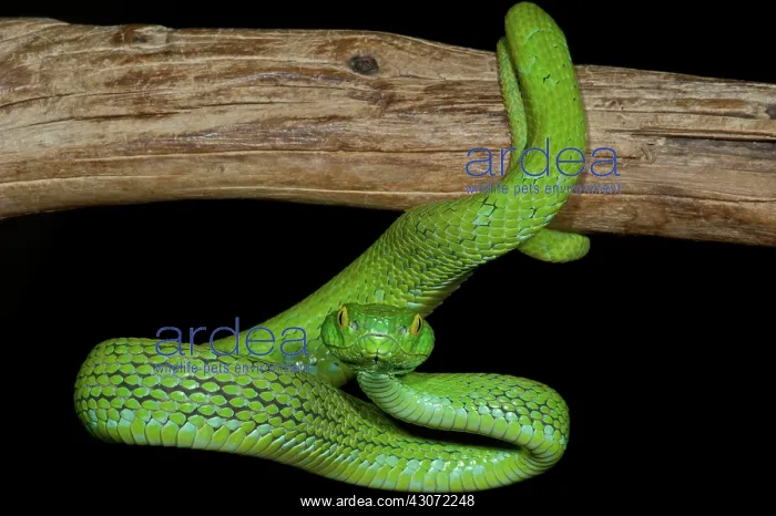 : Mexican Palm Viper : Mexican Palm Viper