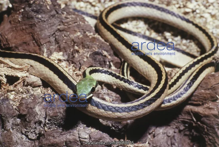 : Mexican Parrot Snake : Mexican Parrot Snake