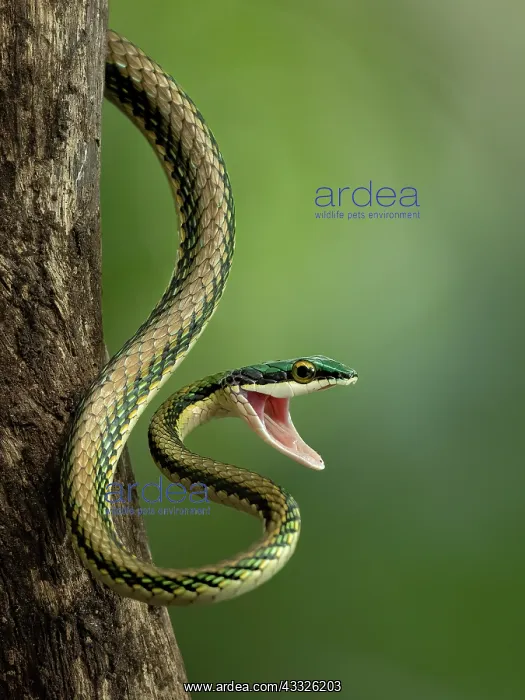: Mexican Parrot Snake (Leptophis mexicanus), Guatemala : Mexican Parrot Snake (Leptophis mexicanus), Guatemala