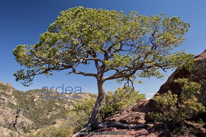 : Mexican Pinyon Pine - in the Chisos mountains : Mexican Pinyon Pine - in the Chisos mountains