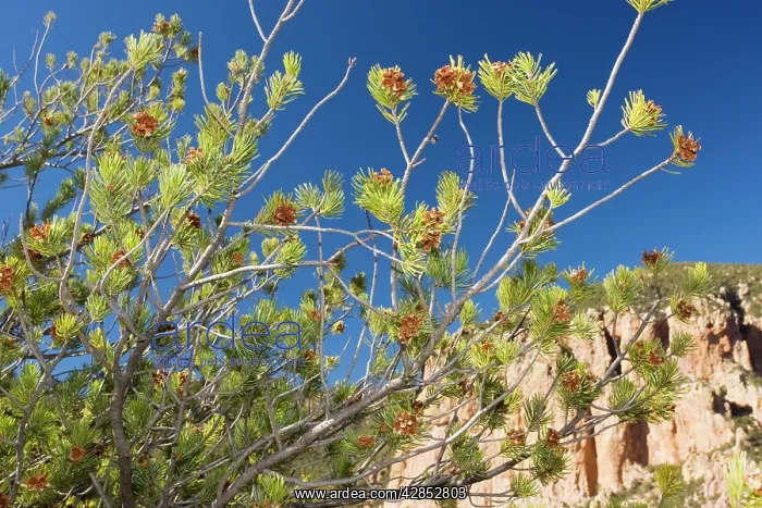 : Mexican Pinyon Pine in the form sometimes described : Mexican Pinyon Pine in the form sometimes described