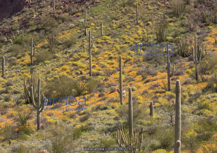 : Mexican poppies, lupins (Lupinus sparsiflora) etc : Mexican poppies, lupins (Lupinus sparsiflora) etc