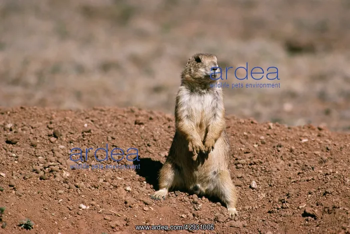 : Mexican Prairie Dog : Mexican Prairie Dog