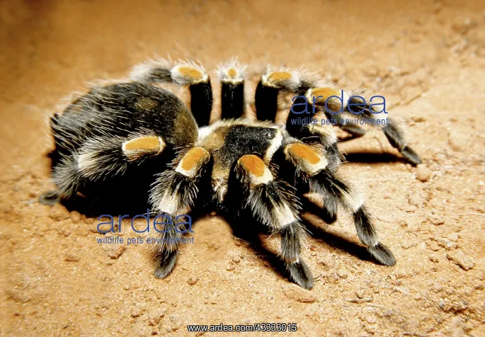 : Mexican Red-kneed Tarantula : Mexican Red-kneed Tarantula