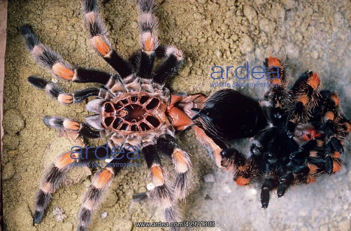 : Mexican Red-Kneed Tarantula / Bird-Eating Spider : Mexican Red-Kneed Tarantula / Bird-Eating Spider
