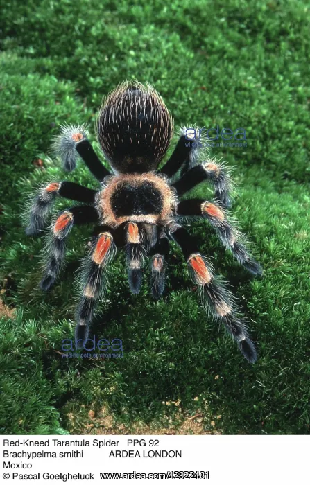  : Mexican Red-Kneed Tarantula  /  Bird-Eating Spider