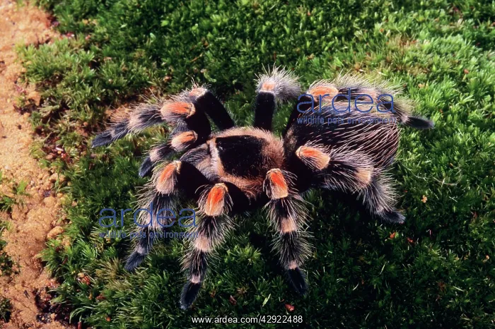 : Mexican Red-Kneed Tarantula / Bird-Eating Spider : Mexican Red-Kneed Tarantula / Bird-Eating Spider