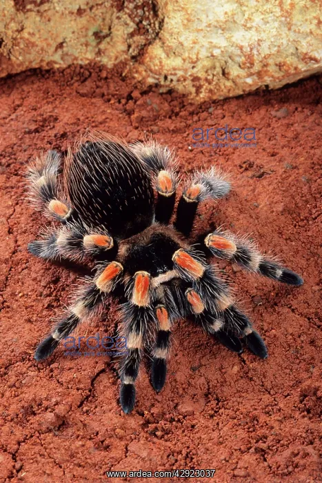 : Mexican Red-Kneed Tarantula / Bird-Eating Spider : Mexican Red-Kneed Tarantula / Bird-Eating Spider