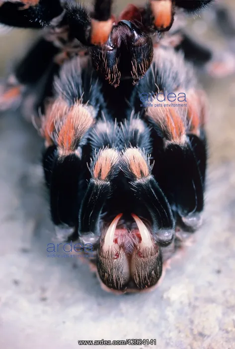  : Mexican Red-Kneed Tarantula  /  Bird-Eating Spider