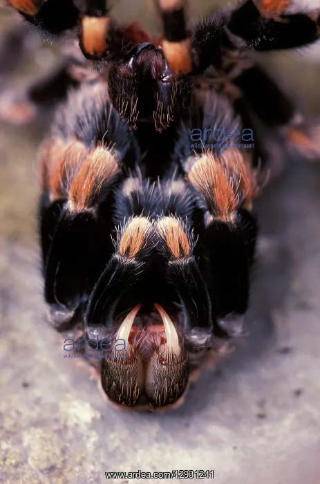  : Mexican Red-Kneed Tarantula  /  Bird-Eating Spider