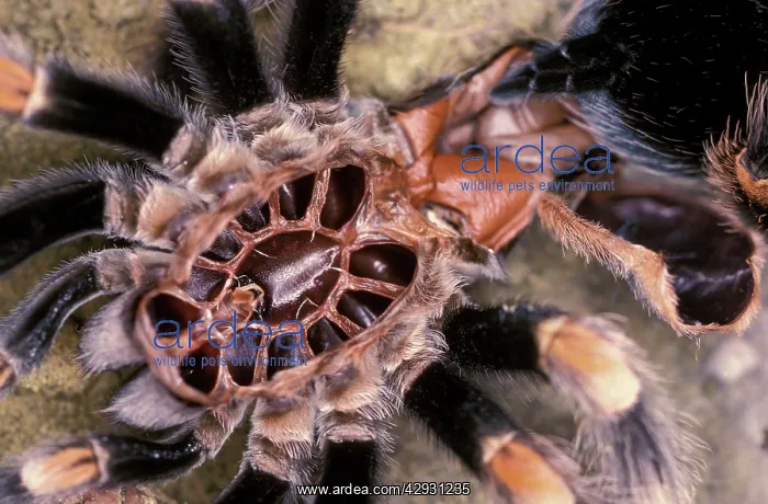 : Mexican Red-Kneed Tarantula / Bird-Eating Spider - Moulting : Mexican Red-Kneed Tarantula / Bird-Eating Spider - Moulting