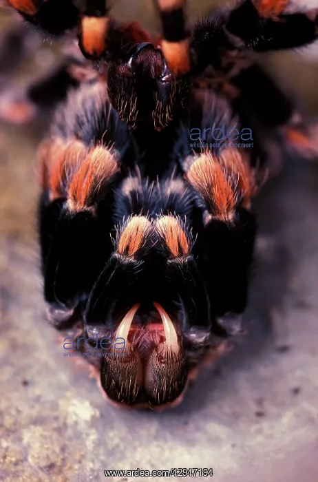 : Mexican red-kneed tarantula / bird-eating SpidersS-moulting : Mexican red-kneed tarantula / bird-eating SpidersS-moulting