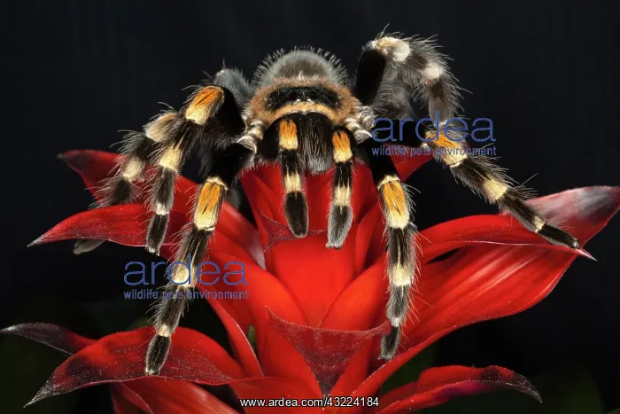 : Mexican Red-Kneed Tarantula (Brachypelma : Mexican Red-Kneed Tarantula (Brachypelma