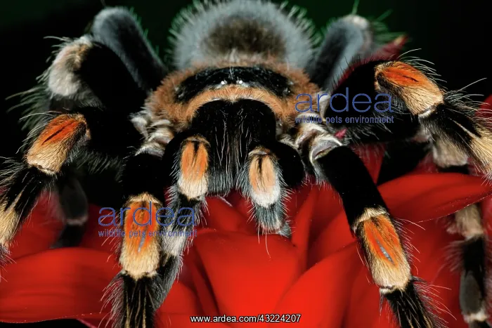 : Mexican Red-Kneed Tarantula (Brachypelma : Mexican Red-Kneed Tarantula (Brachypelma