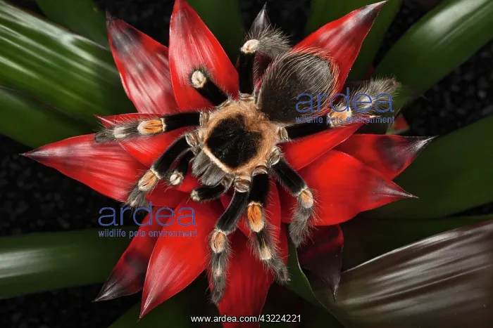 : Mexican Red-Kneed Tarantula (Brachypelma : Mexican Red-Kneed Tarantula (Brachypelma