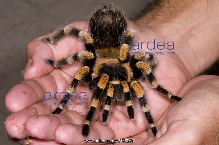 : Mexican Red-Legged Tarantula : Mexican Red-Legged Tarantula
