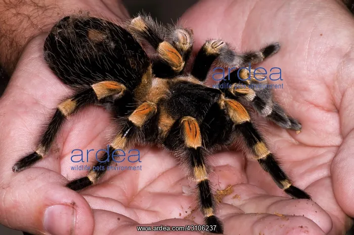 : Mexican Red-Legged Tarantula : Mexican Red-Legged Tarantula