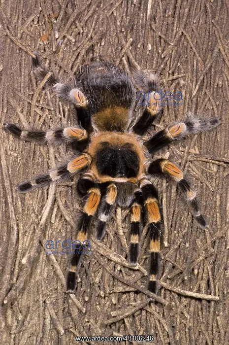 : Mexican Red-Legged Tarantula : Mexican Red-Legged Tarantula