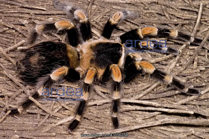 : Mexican Red-Legged Tarantula : Mexican Red-Legged Tarantula