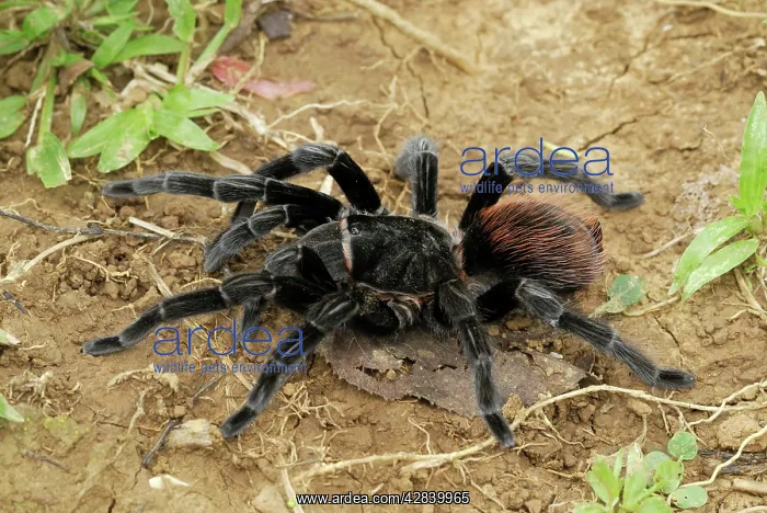 : Mexican red rump / Mexican black velvet Tarantula : Mexican red rump / Mexican black velvet Tarantula