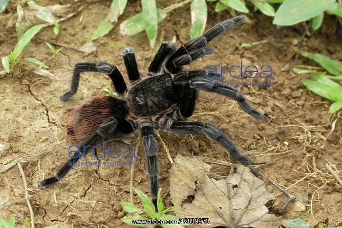 : Mexican red rump / Mexican black velvet Tarantula : Mexican red rump / Mexican black velvet Tarantula