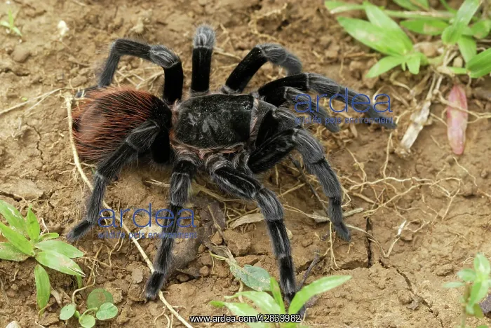 : Mexican red rump / Mexican black velvet Tarantula : Mexican red rump / Mexican black velvet Tarantula