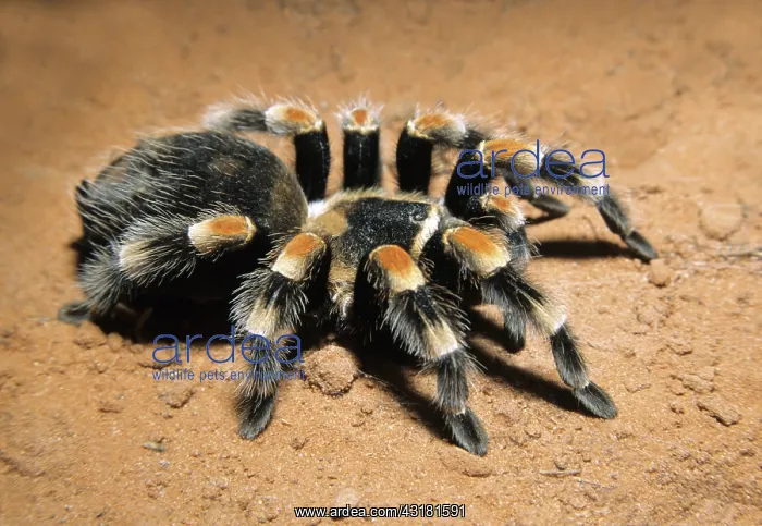 : Mexican Redknee Tarantula : Mexican Redknee Tarantula