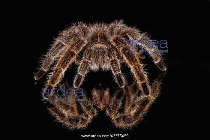 : Mexican redknee tarantula reflected on mirror : Mexican redknee tarantula reflected on mirror