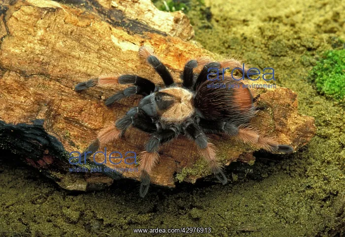 : Mexican Redleg Tarantula - Female : Mexican Redleg Tarantula - Female
