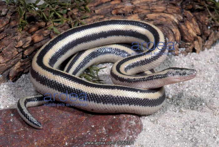  : Mexican Rosy Boa
