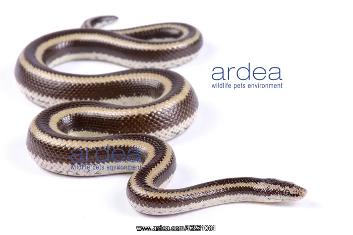 : Mexican rosy boa (Lichanura trivirgata trivirgata) : Mexican rosy boa (Lichanura trivirgata trivirgata)