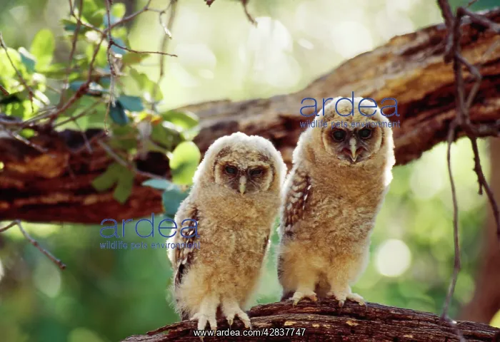 : Mexican Spotted OWL - 2 fledglings on branch : Mexican Spotted OWL - 2 fledglings on branch