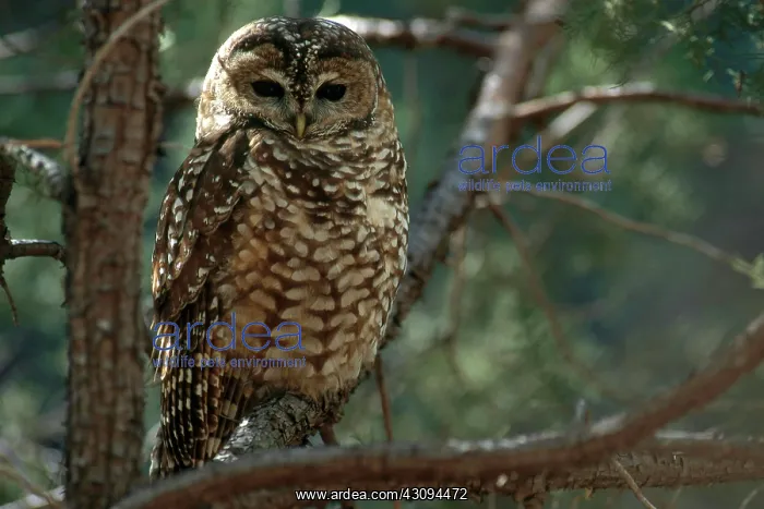 : Mexican Spotted Owl : Mexican Spotted Owl
