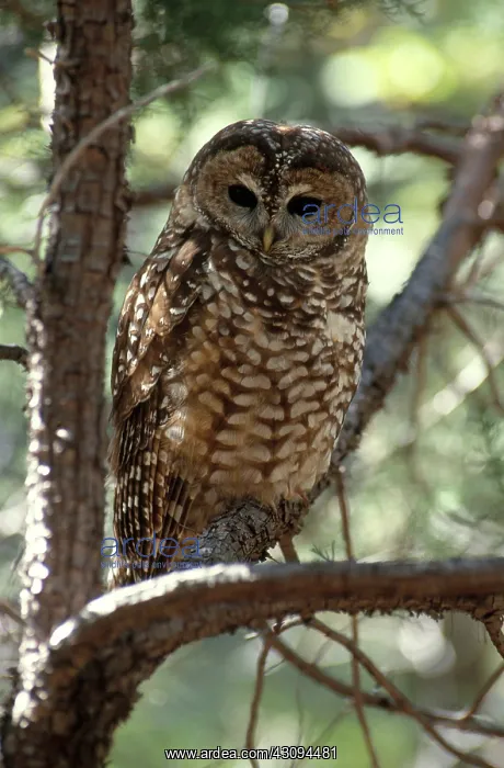 : Mexican Spotted Owl : Mexican Spotted Owl