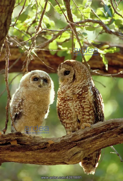 : Mexican Spotted Owl - adult and young in tree : Mexican Spotted Owl - adult and young in tree
