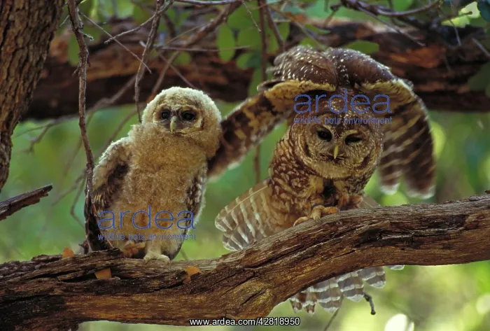 : Mexican Spotted Owl -adult and young in tree : Mexican Spotted Owl -adult and young in tree