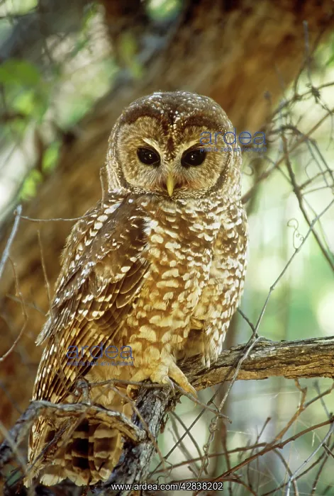 : MEXICAN SPOTTED OWL - perched in tree : MEXICAN SPOTTED OWL - perched in tree