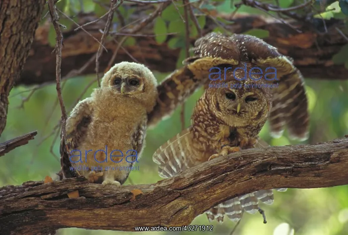 : Mexican Spotted Owl (Strix occidentalis lucida) -Adult and y : Mexican Spotted Owl (Strix occidentalis lucida) -Adult and y