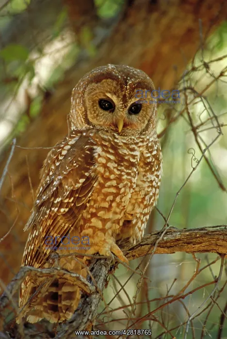 : Mexican Spotted Owl - in tree : Mexican Spotted Owl - in tree