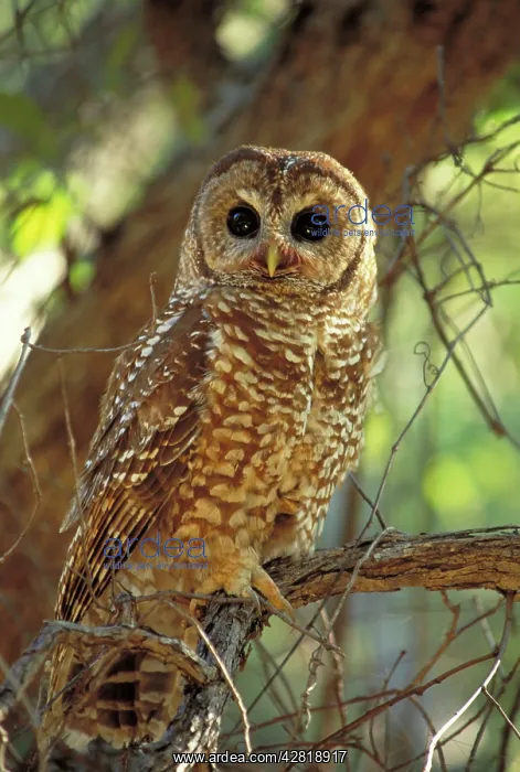 : Mexican Spotted Owl - in tree : Mexican Spotted Owl - in tree