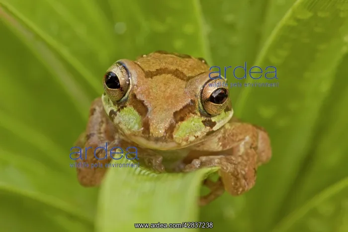 : Mexican Tree Frog : Mexican Tree Frog