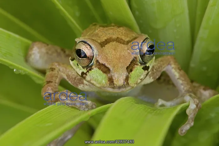 : Mexican Tree Frog : Mexican Tree Frog
