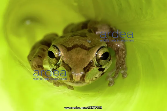 : Mexican Tree Frog : Mexican Tree Frog