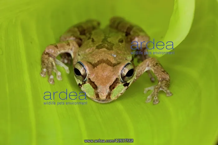 : Mexican Tree Frog : Mexican Tree Frog